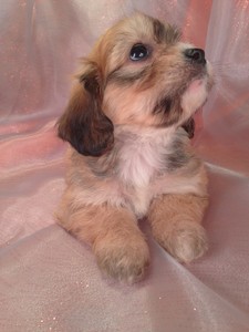 Female Dark Tan Cavachon Puppy for sale|Cavachon Breeder selling Cavachon Puppies for less tan Most Cavachon Breeders in Massachusetts